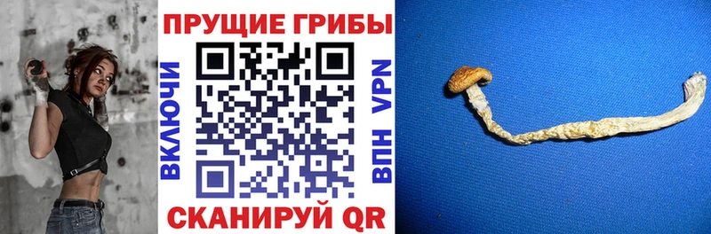 Купить где  Тайшет  Псилоцибиновые грибы ЛСД 
